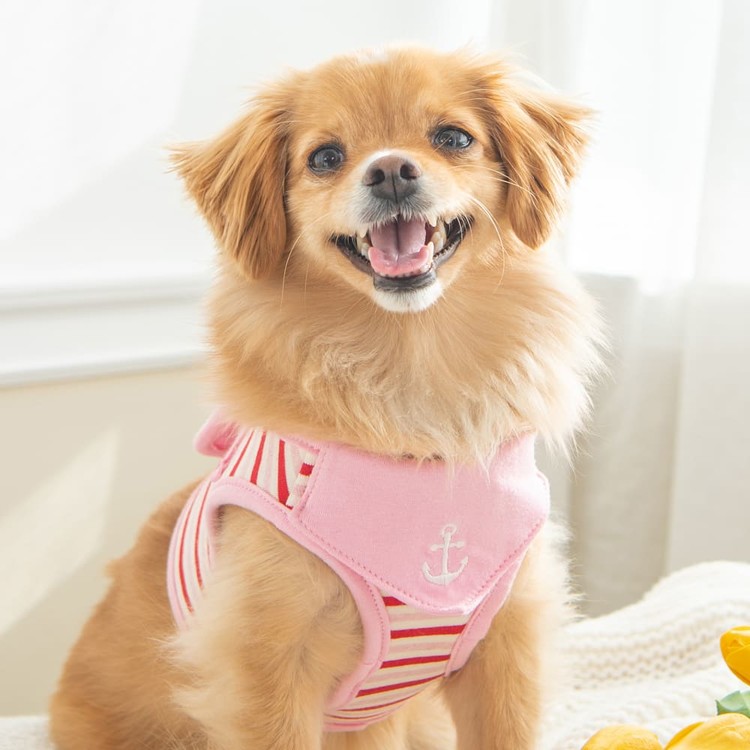 Joyful dog wearing Puppia dog harness