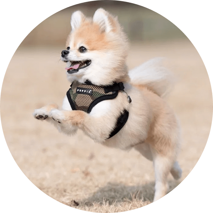 Happy dog wearing Puppia dog harness